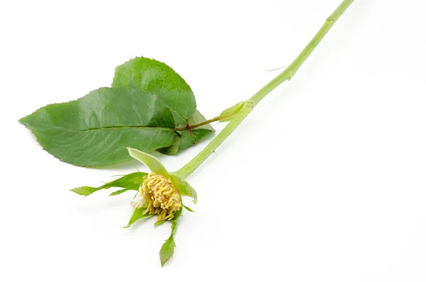 Rose flower isolated on white — Stock Photo, Image