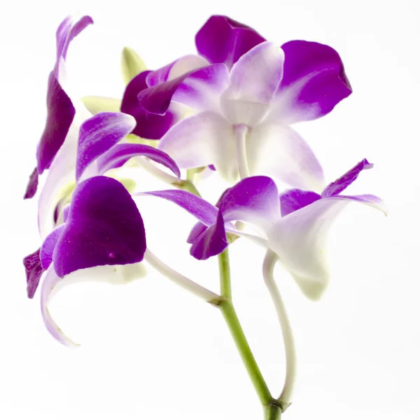 Bella orchidea — Foto Stock