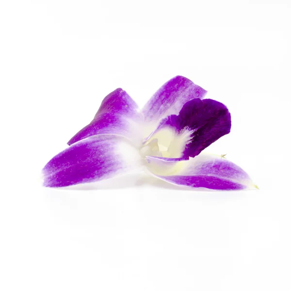 Mooie orchid — Stockfoto