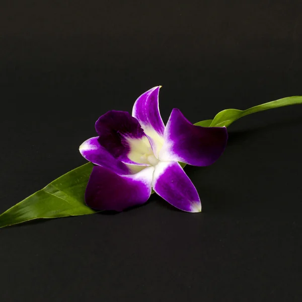 Schöne Orchidee — Stockfoto