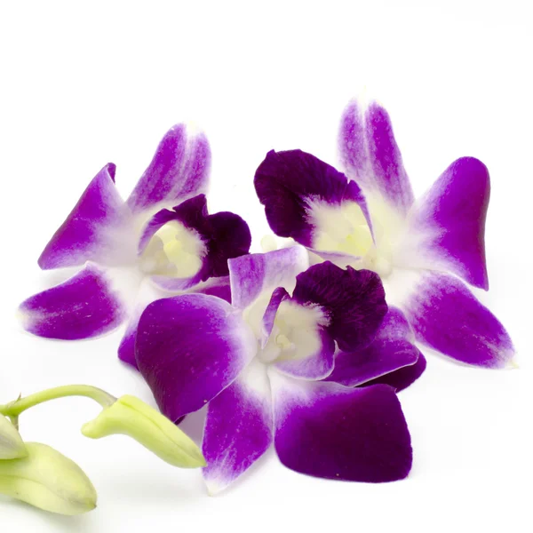 Orquídea bonita — Fotografia de Stock