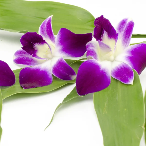 Bella orchidea — Foto Stock