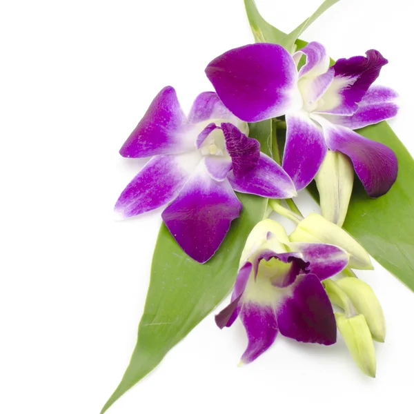 Orquídea bonita — Fotografia de Stock