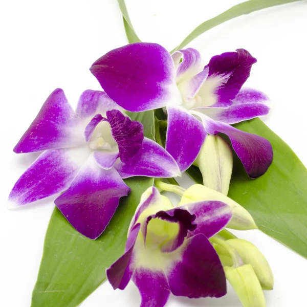 Bella orchidea — Foto Stock