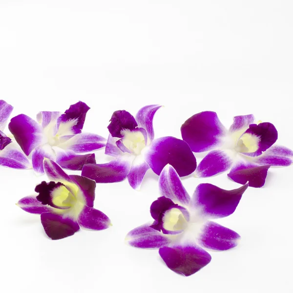 Mooie orchid — Stockfoto