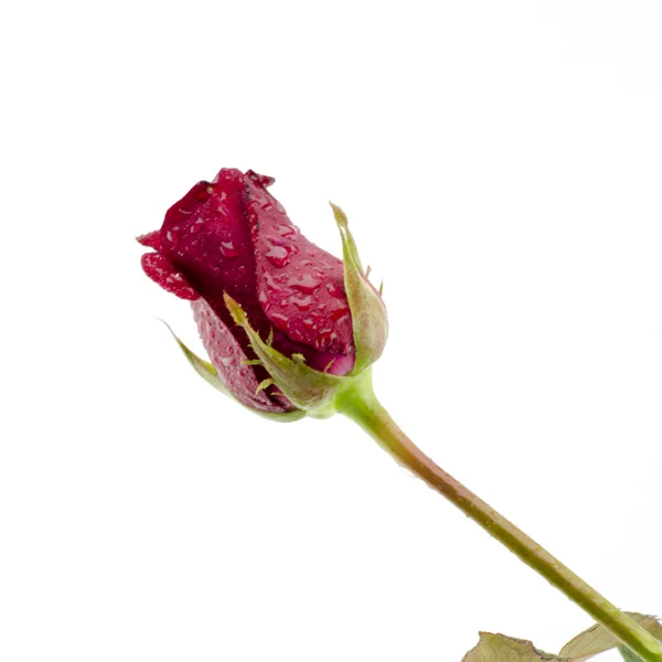 Gül çiçek üzerinde beyaz izole — Stok fotoğraf