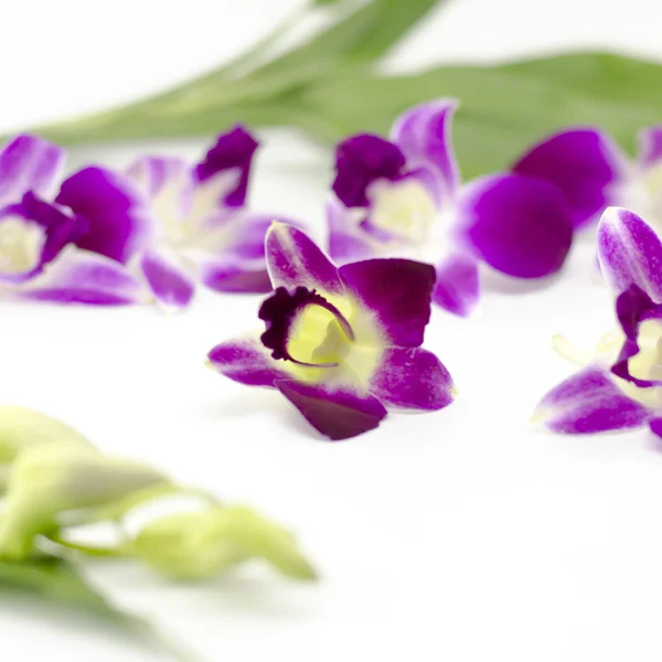 Schöne Orchidee — Stockfoto