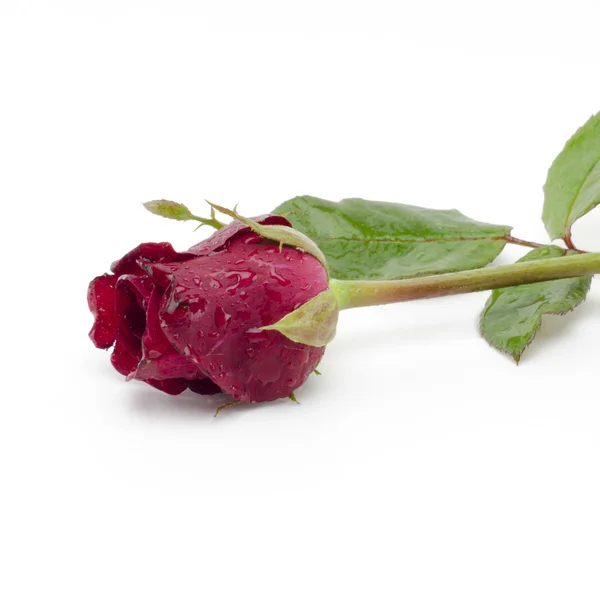 Rose Blume isoliert auf weiß — Stockfoto
