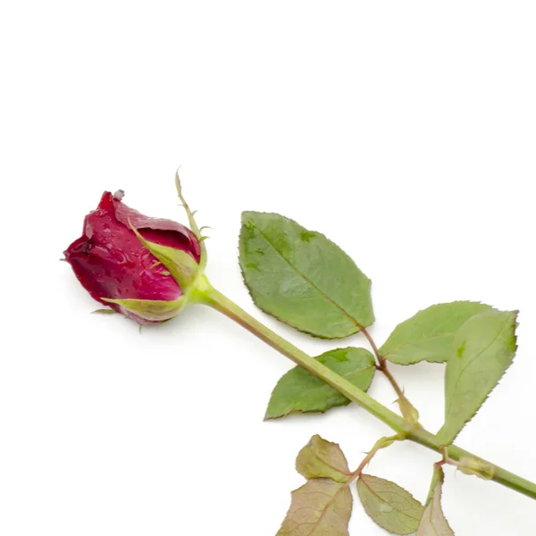 Rose Blume isoliert auf weiß — Stockfoto