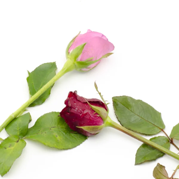 Róży kwiat na białym tle — Zdjęcie stockowe