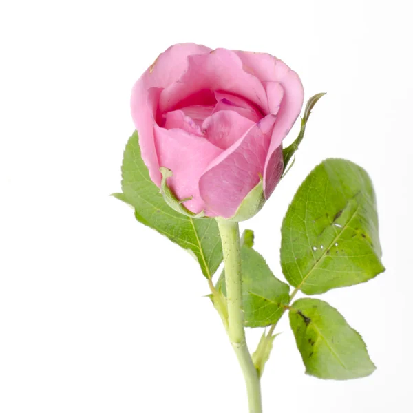 Rose Blume isoliert auf weiß — Stockfoto