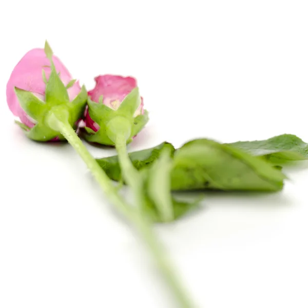 Beyaz izole iki gül çiçek — Stok fotoğraf