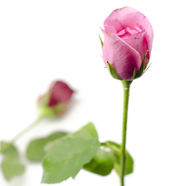 Rosa flor isolada em branco — Fotografia de Stock