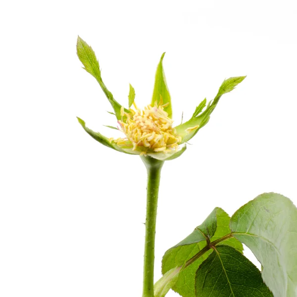 Rose flower isolated on white — Stock Photo, Image