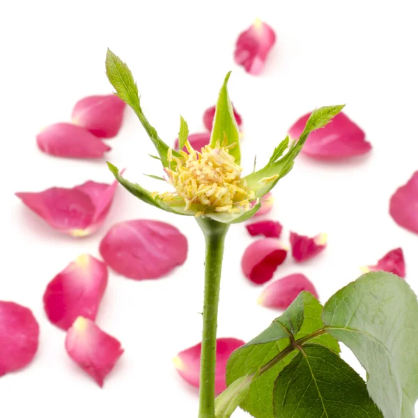 Rose flower isolated on white — Stock Photo, Image
