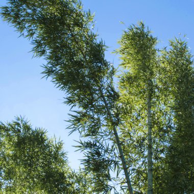 Asya bambu bahçeleri