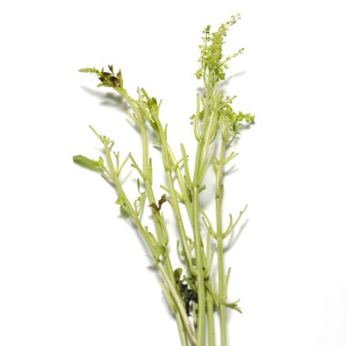 Yeşil fesleğen kaynaklanıyor