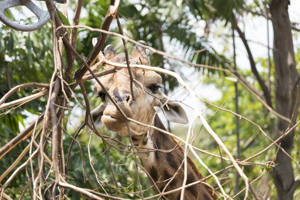 Funny giraff huvud — Stockfoto