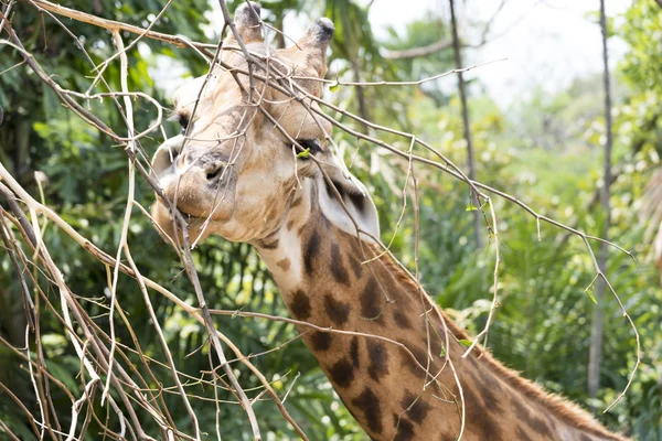 Funny giraff huvud — Stockfoto