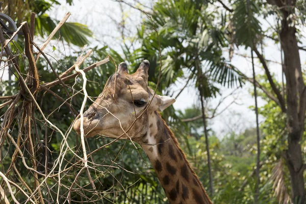 Funny giraff huvud — Stockfoto