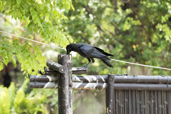 Black raven vogel — Stockfoto