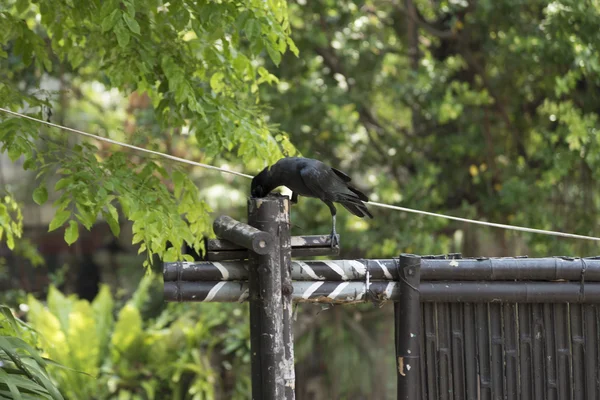 Uccello corvo nero — Foto Stock