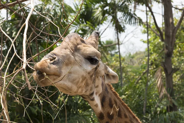 Funny giraff huvud — Stockfoto