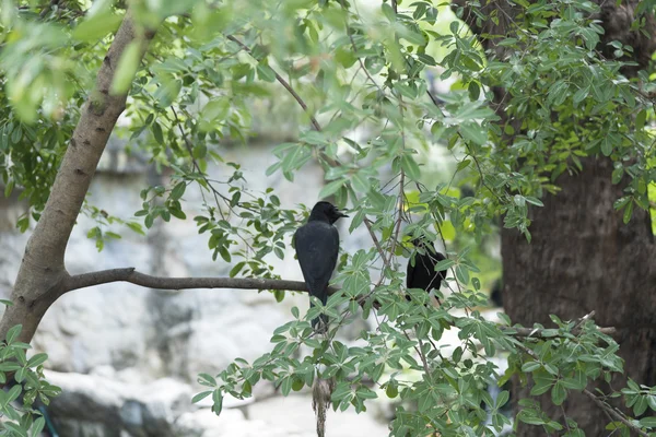 Two ravens sitting on branchn — Stock Photo, Image