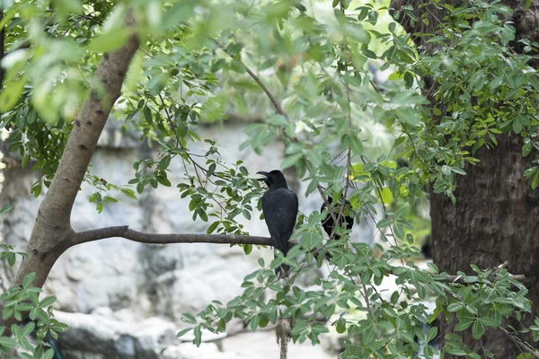 Two ravens sitting on branchn — Stock Photo, Image