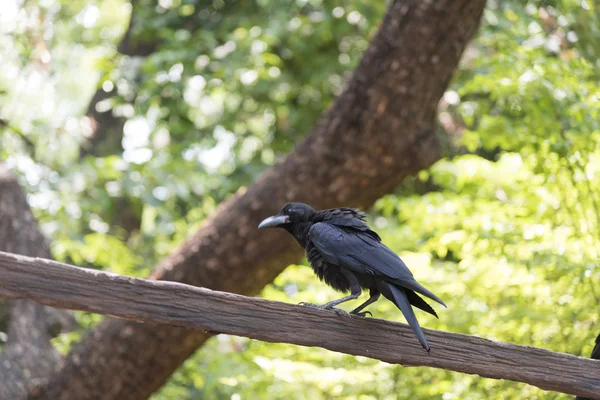 Black raven bird — Stock Photo, Image