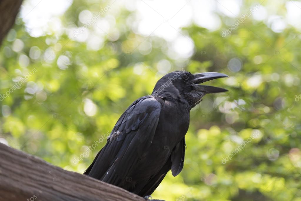 Black raven bird