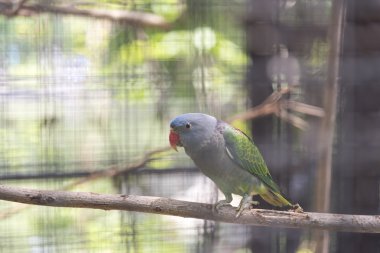 Mavi sırtlı papağan