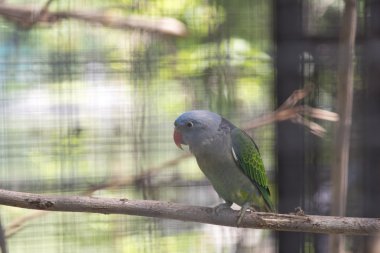 Mavi sırtlı papağan