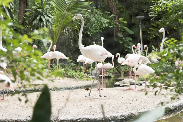 Flock rosa flamingos — Stockfoto