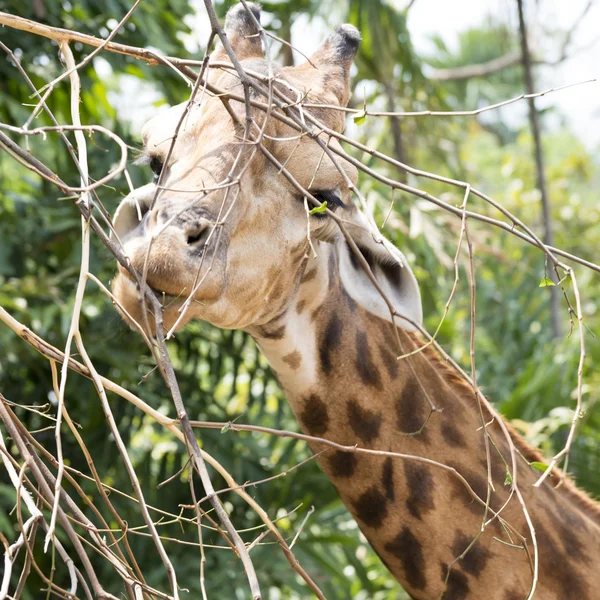 Funny giraff huvud — Stockfoto