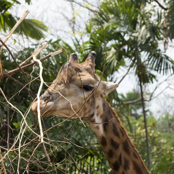 Funny giraff huvud — Stockfoto