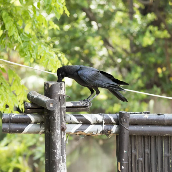 Black raven bird — Stock Photo, Image