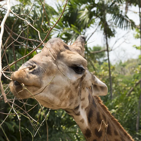 Funny Giraffe head — Stock Photo, Image