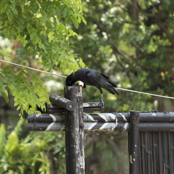 Black raven vogel — Stockfoto