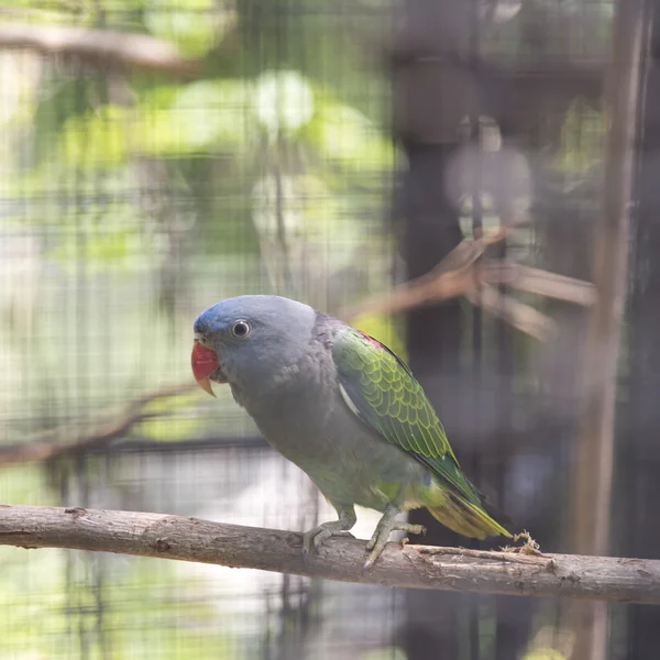 Голубой попугай — стоковое фото