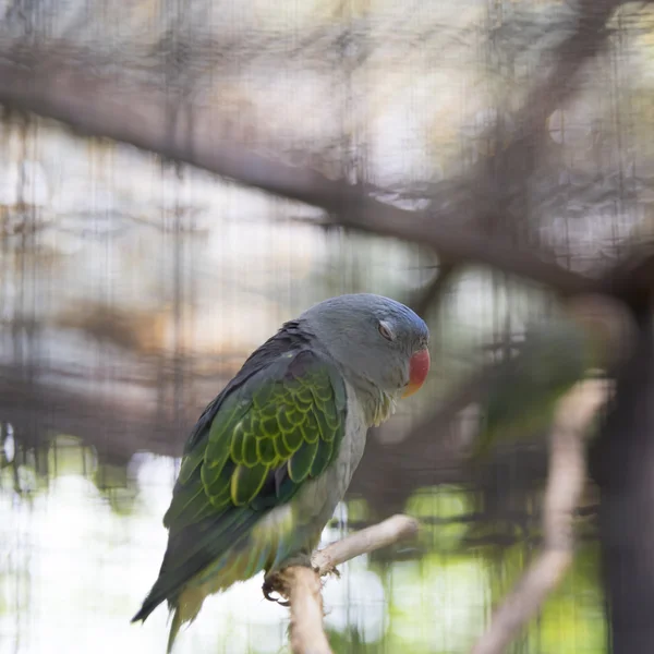 Blaurumpf-Papagei Stockfoto