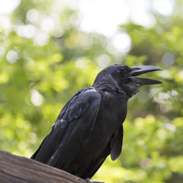 Black raven bird — Stock Photo, Image