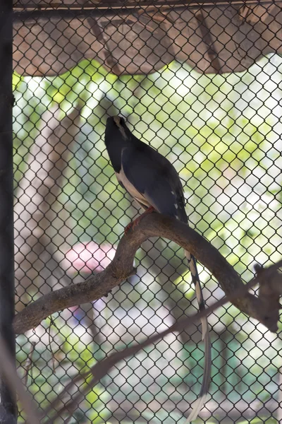 Red-billed blue magpie — Stock Photo, Image