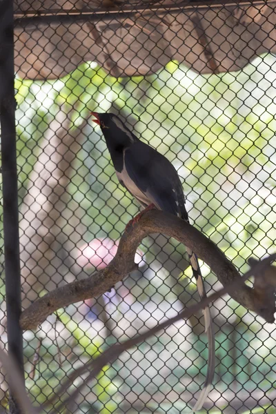 Red-billed blauwe ekster — Stockfoto