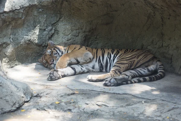 sleep tiger