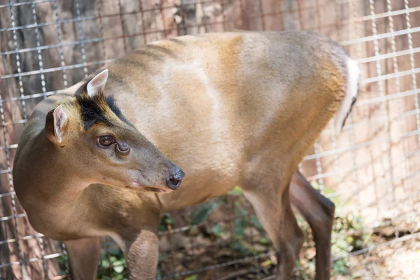 Muntjac — Stockfoto