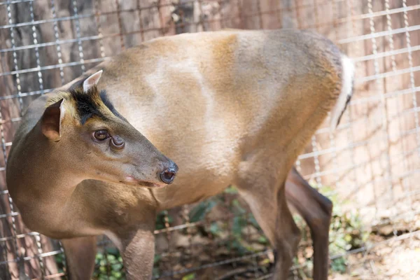 Muntjac — Stockfoto