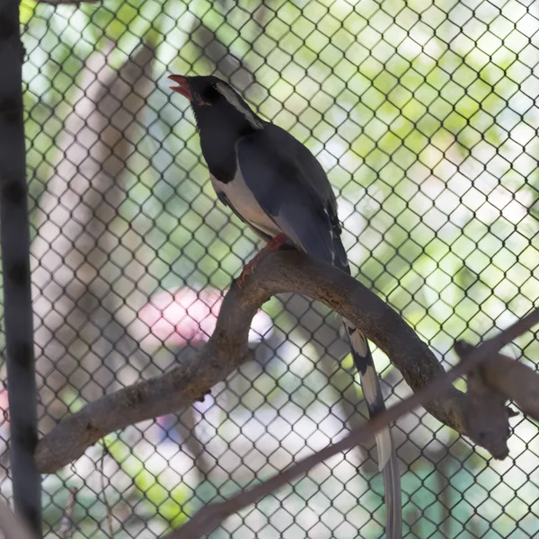 Punalaskutettu siniharakka — kuvapankkivalokuva