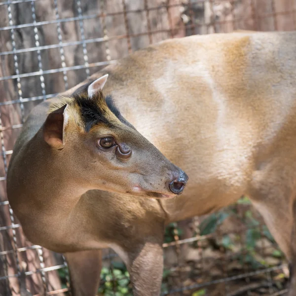 Muntjac — Stockfoto