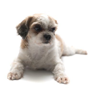Yavru Köpek.